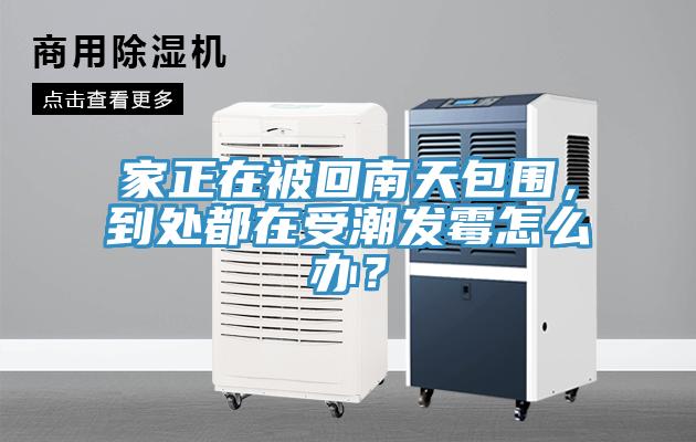 家正在被回南天包圍，到處都在受潮發(fā)霉怎么辦？
