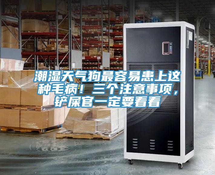 潮濕天氣狗最容易患上這種毛?。∪齻€注意事項，鏟屎官一定要看看